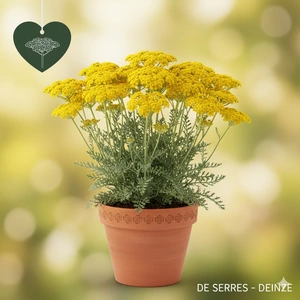 Achillea millefolium 'Sassy Summer Lemon'