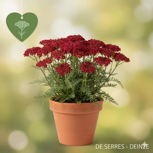 Achillea millefolium 'Sassy Summer Sangria'