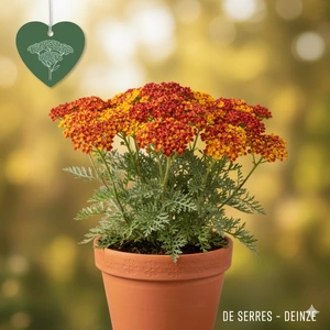 Achillea millefolium 'Sassy Summer Sunset'