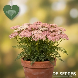 Achillea millefolium 'Sassy Summer Taffy'