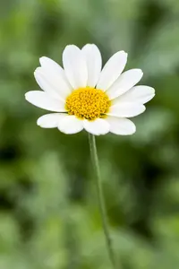 Anthemis hybr. 'Sauce Hollandaise' P9 - afbeelding 4