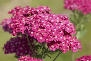 achillea mil. 'saucy seduction'® P9 - afbeelding 2