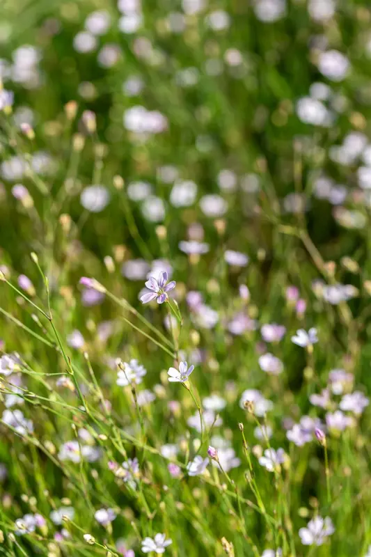 petrorhagia saxifraga ( tunica saxifraga) P9 - afbeelding 2