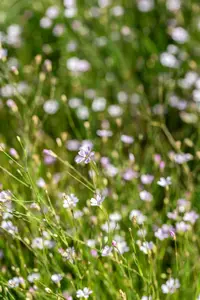 petrorhagia saxifraga ( tunica saxifraga) P9 - afbeelding 2