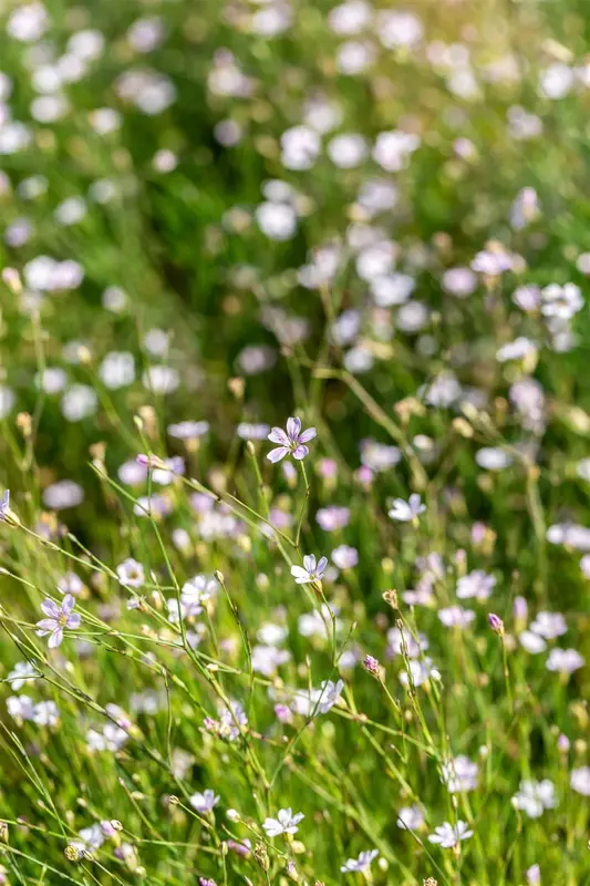 petrorhagia saxifraga ( tunica saxifraga) P9 - afbeelding 4