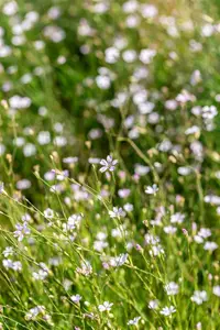 petrorhagia saxifraga ( tunica saxifraga) P9 - afbeelding 4