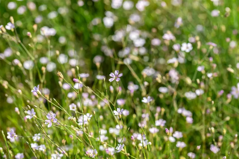 petrorhagia saxifraga ( tunica saxifraga) P9 - afbeelding 3