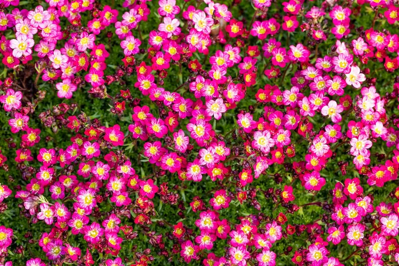 Pixie Rose - afbeelding 5