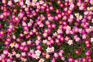 Pixie Rose - afbeelding 6