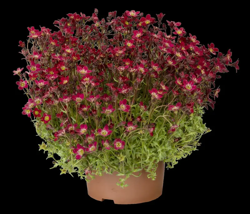 Touran Deep Red - afbeelding 2
