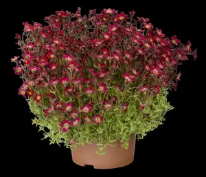 Touran Deep Red - afbeelding 2