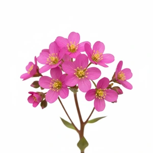 Saxifraga cortusifolia var. fortunei 'Black Ruby' P9