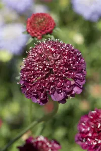 Scabiosa cauc. 'Chile Black' P9 - afbeelding 5