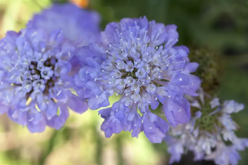 Scabiosa cauc. 'Chile Black' P9 - afbeelding 1
