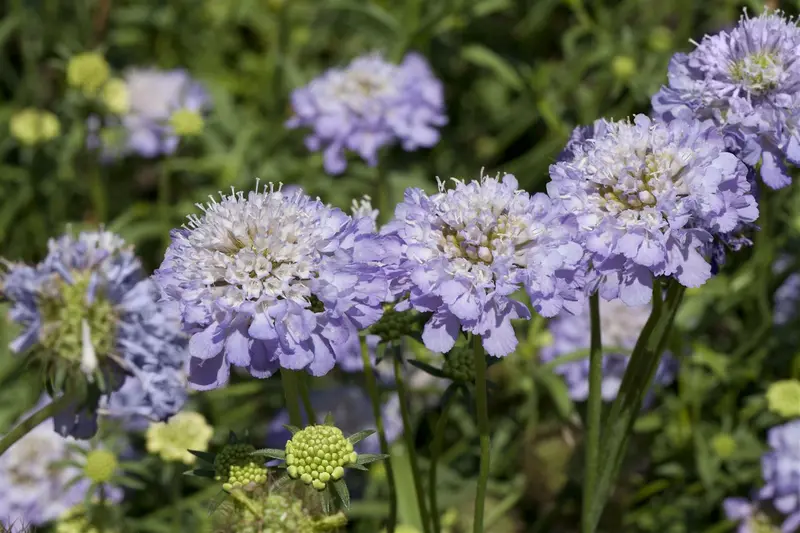 Scabiosa cauc. 'Chile Black' P9 - afbeelding 2