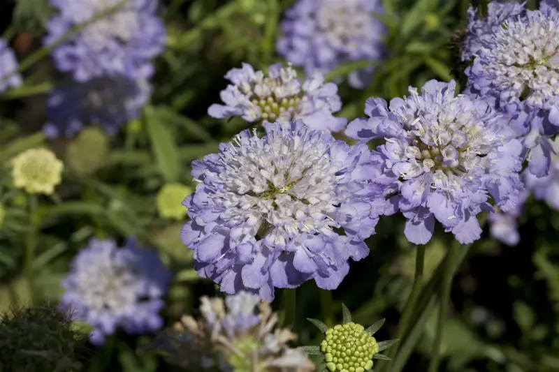 Scabiosa cauc. 'Chile Black' P9 - afbeelding 3