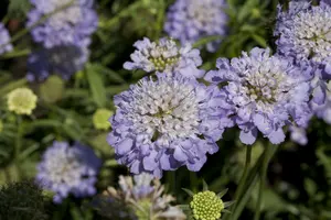 Scabiosa cauc. 'Chile Black' P9 - afbeelding 3