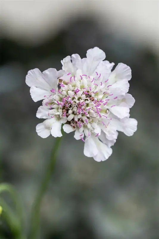 Scabiosa col. 'Kudo White' P9 - afbeelding 2