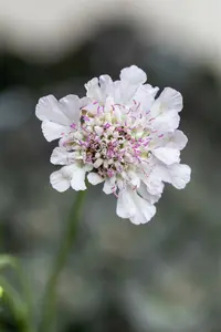 Scabiosa col. 'Kudo White' P9 - afbeelding 2