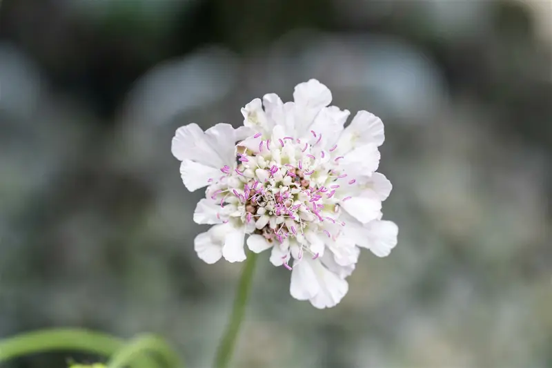 Scabiosa col. 'Kudo White' P9 - afbeelding 1
