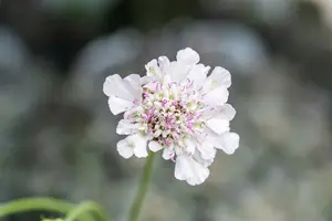 Scabiosa col. 'Kudo White' P9 - afbeelding 1