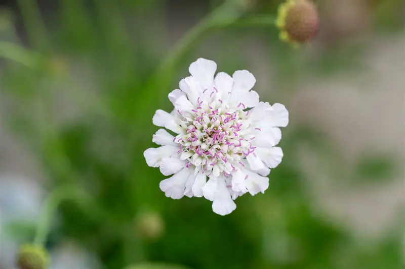Scabiosa col. 'Kudo White' P9 - afbeelding 3