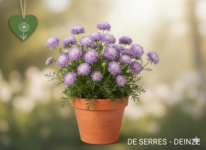 Scabiosa columbaria 'Nana' P9