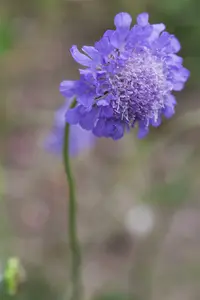 Butterfly Blue - afbeelding 6