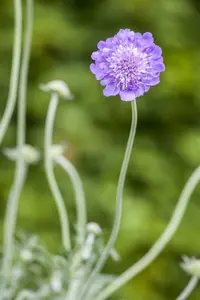 Butterfly Blue - afbeelding 10