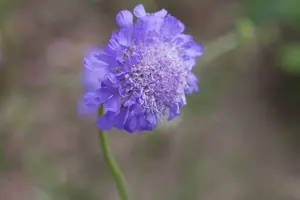 Butterfly Blue - afbeelding 7