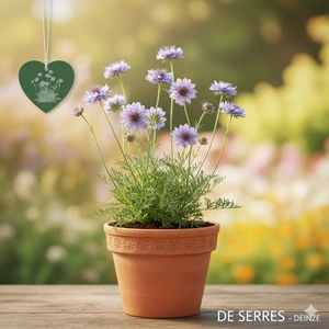 Scabiosa columbaria 'Pincushion Blue'