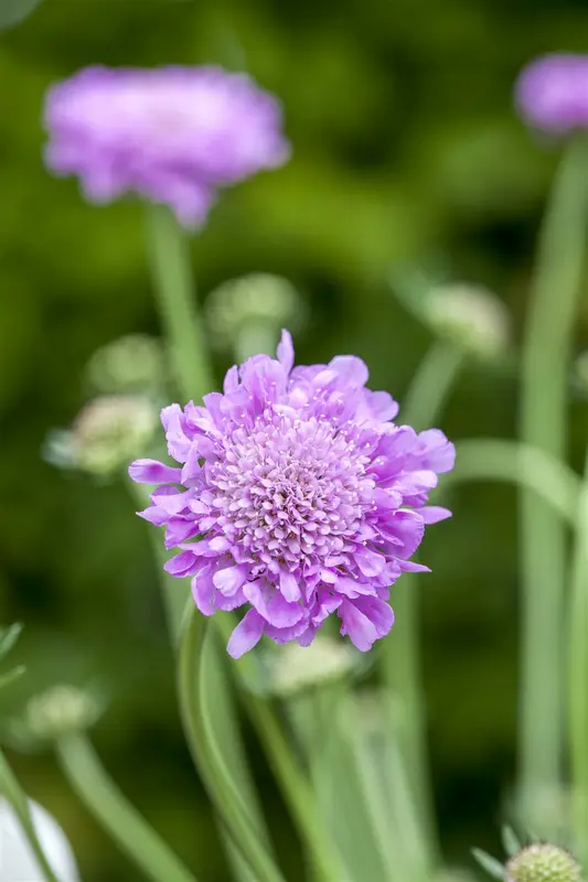 Pink Mist - afbeelding 9