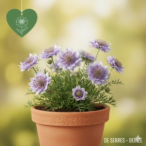 Scabiosa japonica var. alpina P9