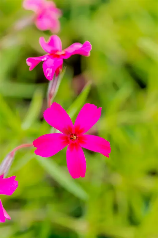 phlox (s) 'scarlet flame' P9 - afbeelding 3