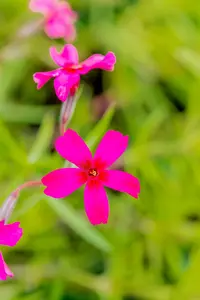 phlox (s) 'scarlet flame' P9 - afbeelding 3