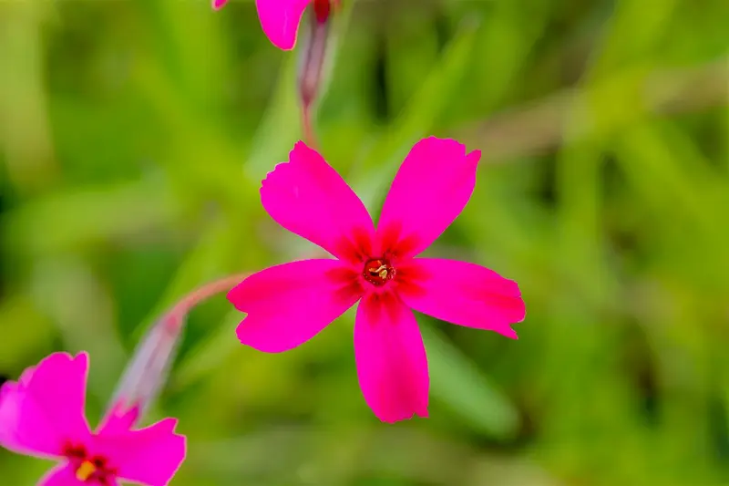 phlox (s) 'scarlet flame' P9 - afbeelding 2