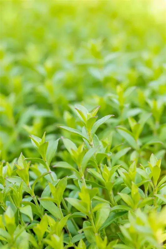 silene schafta P9 - afbeelding 1