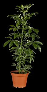 schefflera arboicola - afbeelding 5