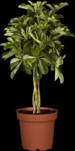 schefflera arboricola 'gold capella p20 - afbeelding 5