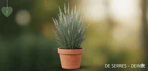 Schizachyrium scoparium 'Blue Heaven'® P9