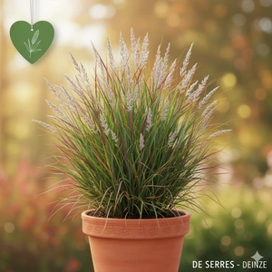 Schizachyrium scoparium 'Chameleon' P9
