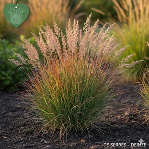 Schizachyrium scoparium P9