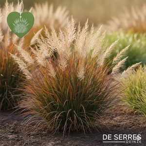 Schizachyrium scoparium 'Prairie Blues' P9