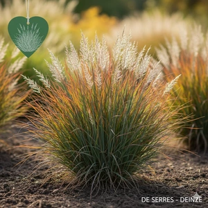 Schizachyrium scoparium 'Standing Ovation' P9