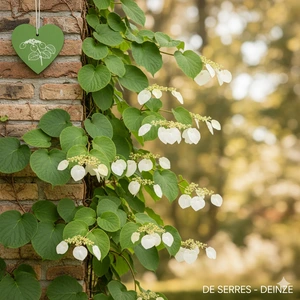 Schizophragma hydrangeoides C4,5 (60- 80)