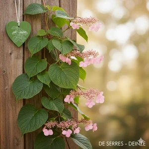 Schizophragma hydrangeoides 'Rose Sensation' C (50- 60)