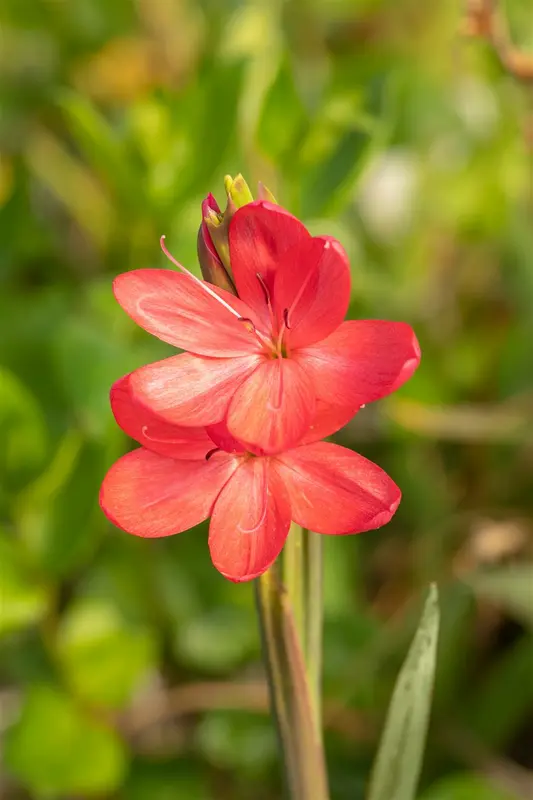 schizostylis coccinea ( hesperantha cocc.) - afbeelding 5
