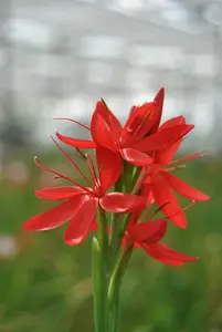 schizostylis coccinea ( hesperantha cocc.) - afbeelding 5