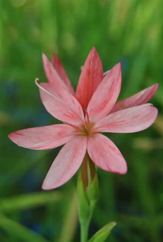 schizostylis coccinea ( hesperantha cocc.) - afbeelding 2