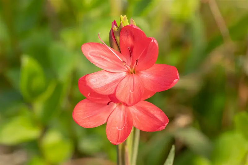 schizostylis coccinea ( hesperantha cocc.) - afbeelding 4